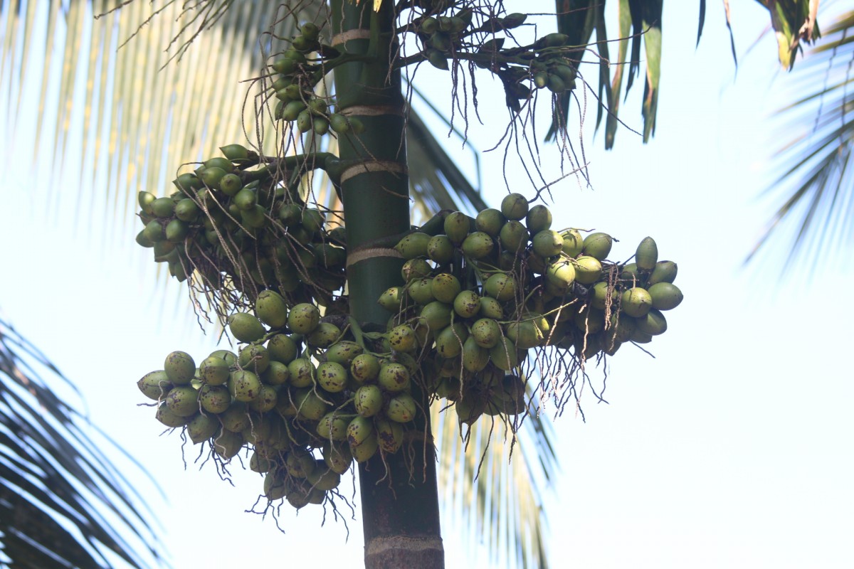 Areca catechu L.